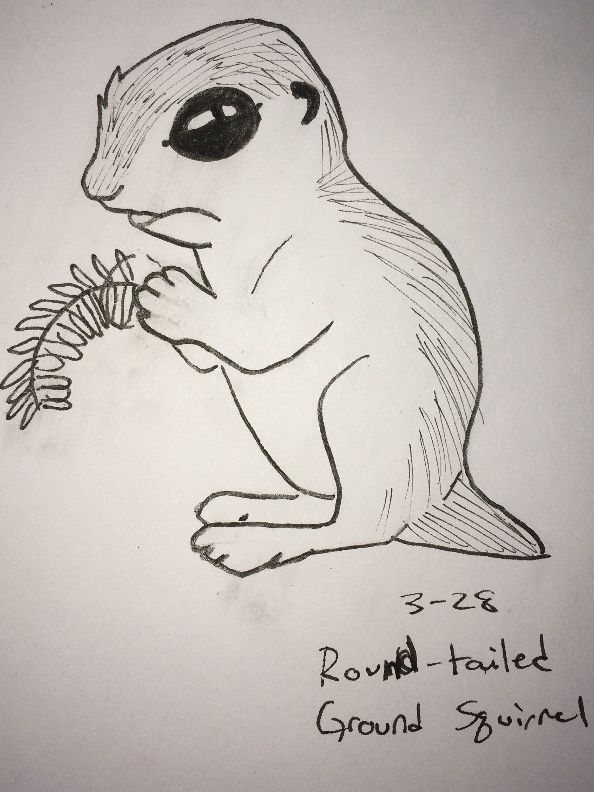 Quick sketch – round tailed ground squirrel | Quack Quack Honk Designs